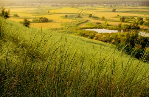 Foto profissional grátis de área, árvores, aumento