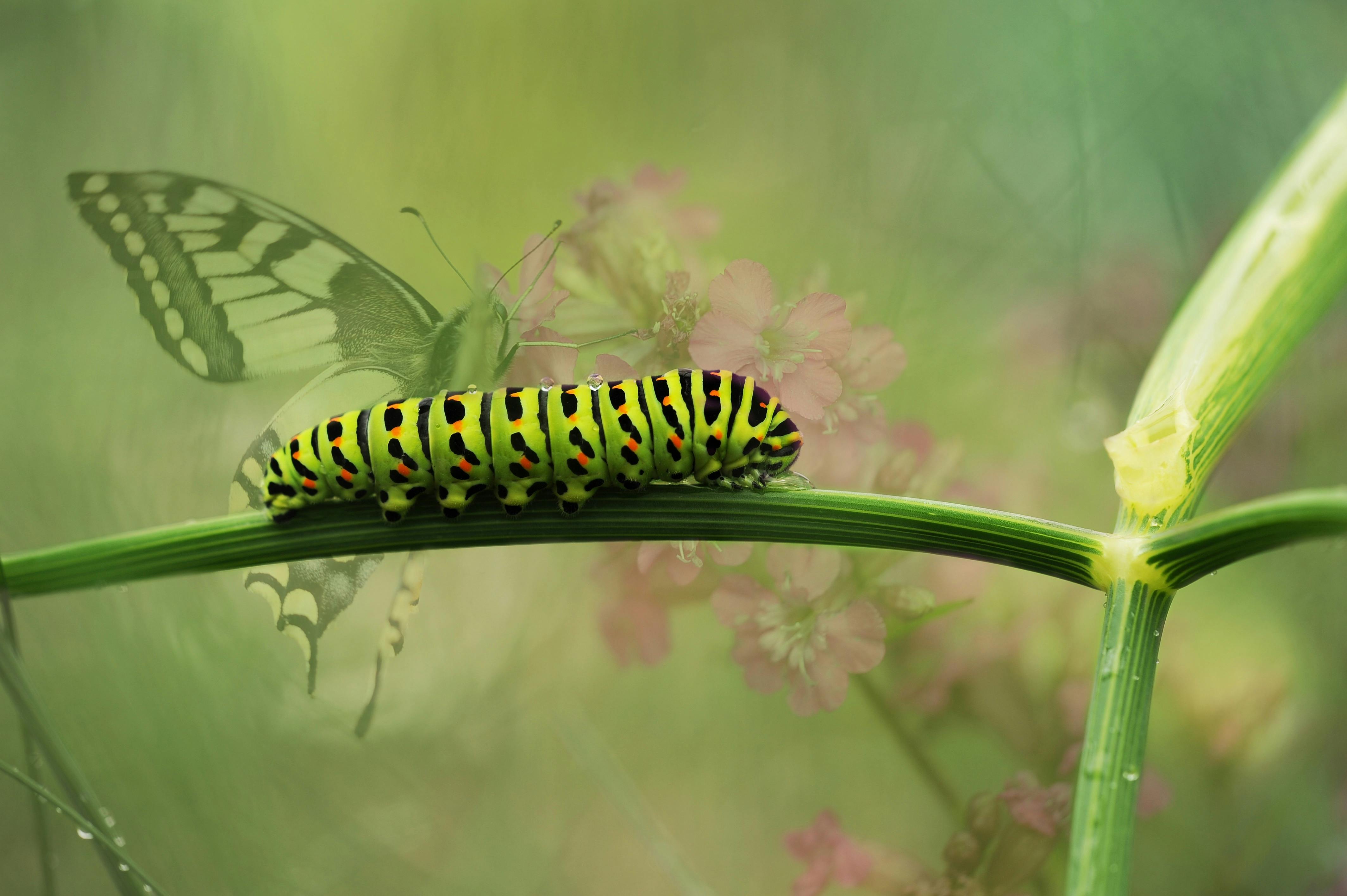 Image Result For Life Cycle Of Butterfly Quotes Image Result For Life Cycle Of Butterfly Quotes