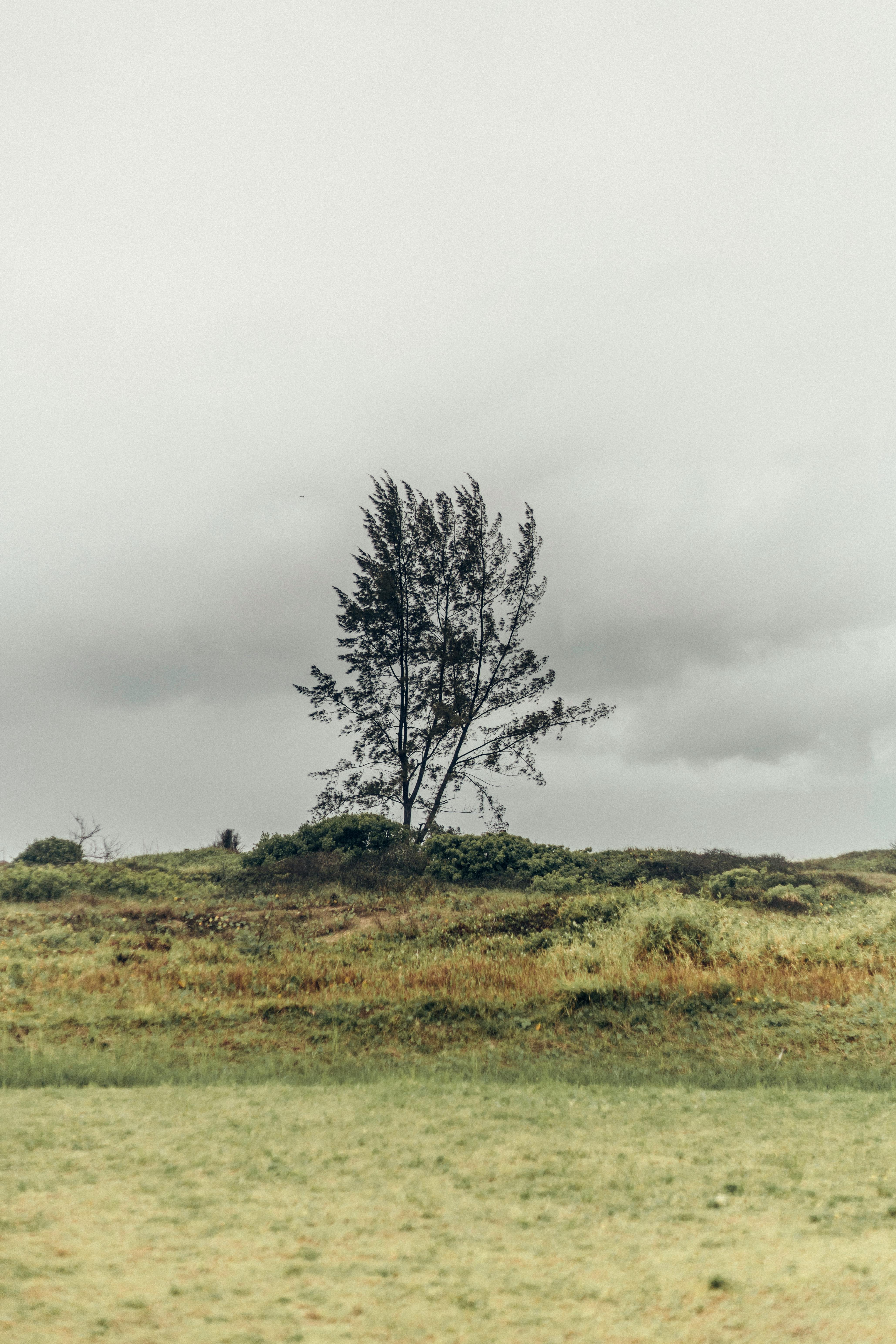 A solitary tree stands against a cloudy sky on Ilha Comprida, Brazil, offering a serene landscape view.