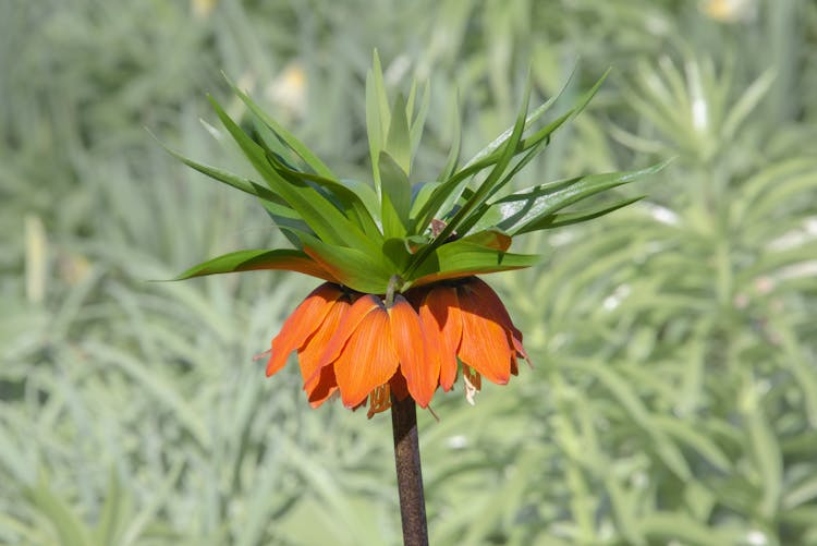 Fritillaria Imperialis Flower