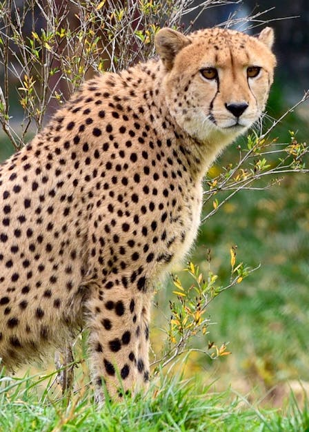 How fast can a cheetah run top speed