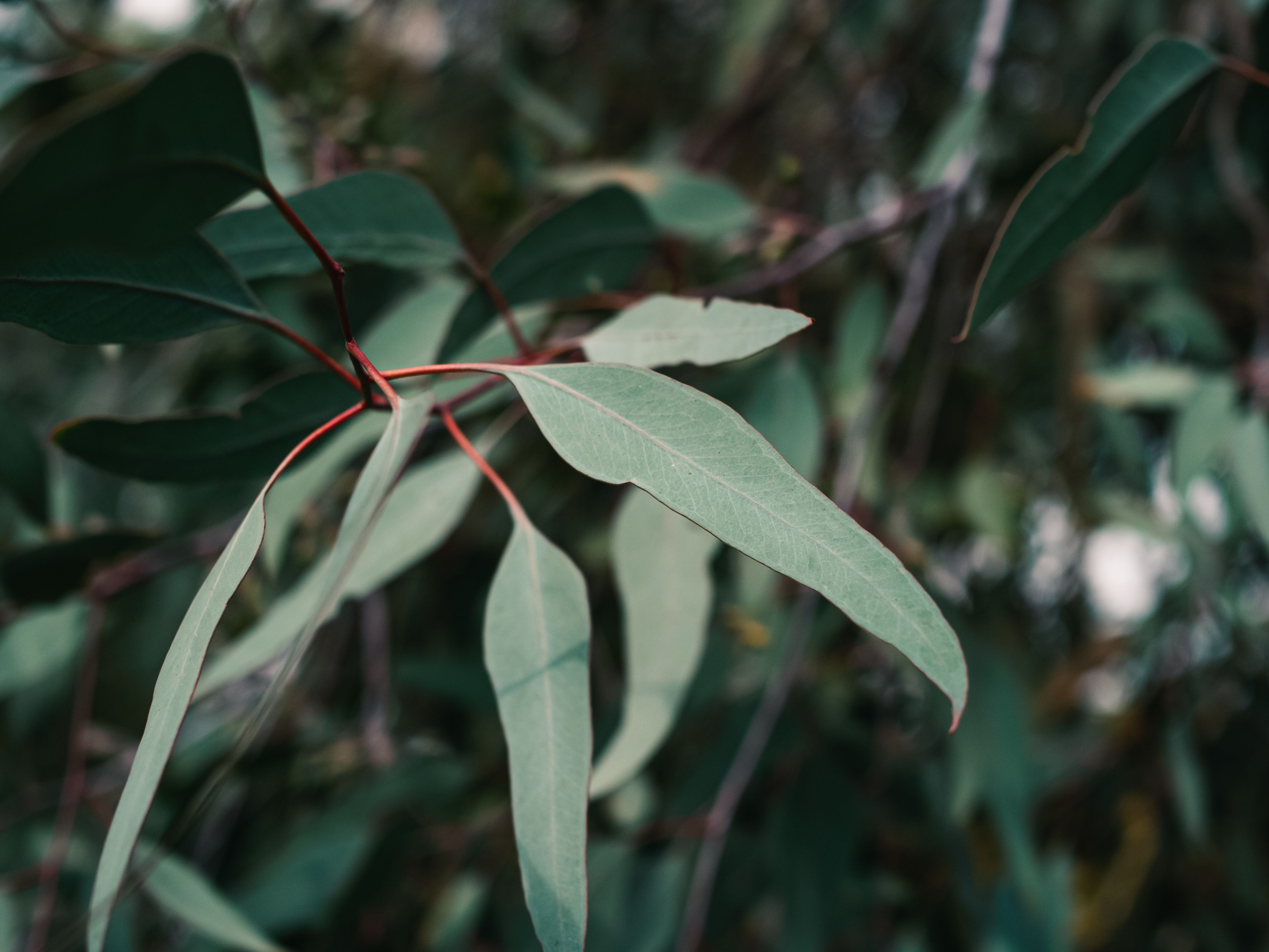 close-up-of-eucalyptus-leaves-free-stock-photo