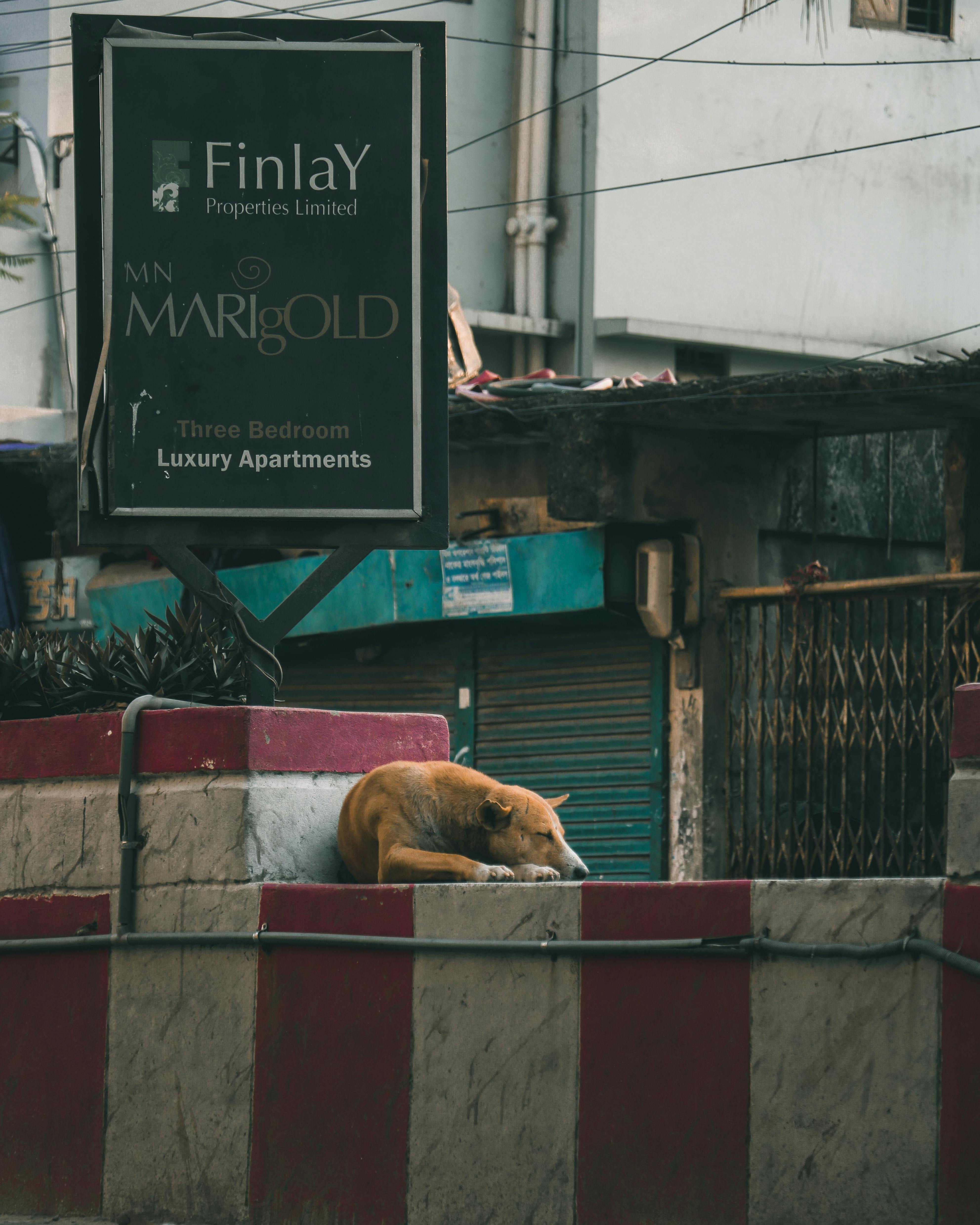 Stray dog sleeping on a wall