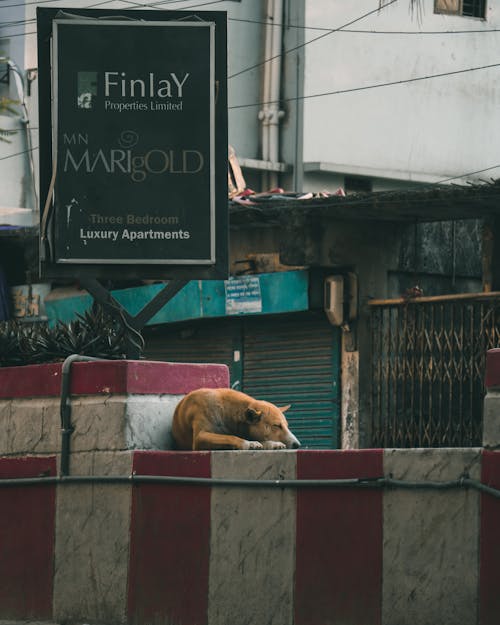 Free A stray Dog Sleeping on the Wall in City  Stock Photo