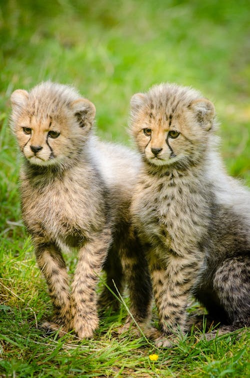 Free 2 Yellow and Black Cheetah Sitting Together Stock Photo