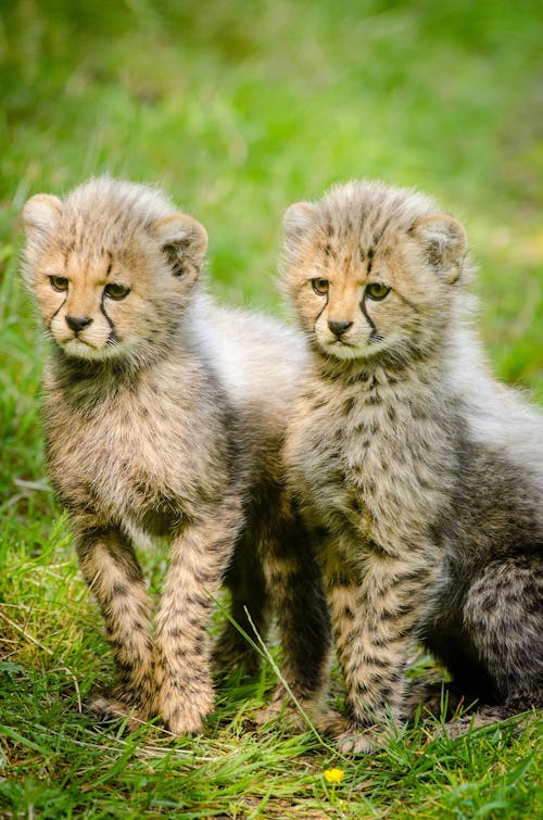 fluffy baby animals