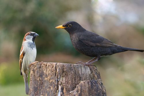 Free A blackbird and sparrow perched on a tree stump in a natural setting. Stock Photo