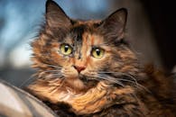 一只龟甲猫的特写迷人，绿眼睛鲜艳，捕捉了它雄伟的皮毛细节