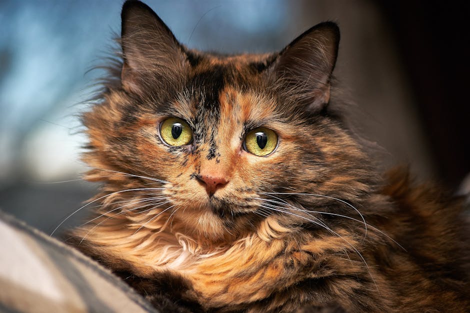 Tortoiseshell Cat in Selective Focus Photography