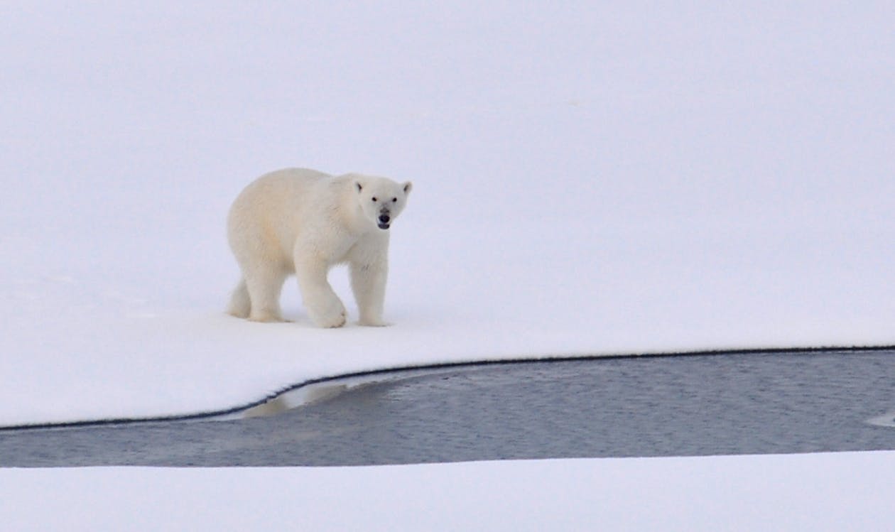 ▼因氣候變遷，北極熊棲息地受到限縮。（示意圖／翻攝自pexels）