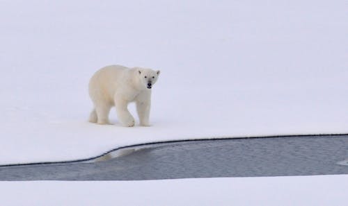 бесплатная Белый медведь на белом снежном поле возле канала в дневное время Стоковое фото