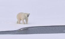White Polar Bear on a Pack of Ice