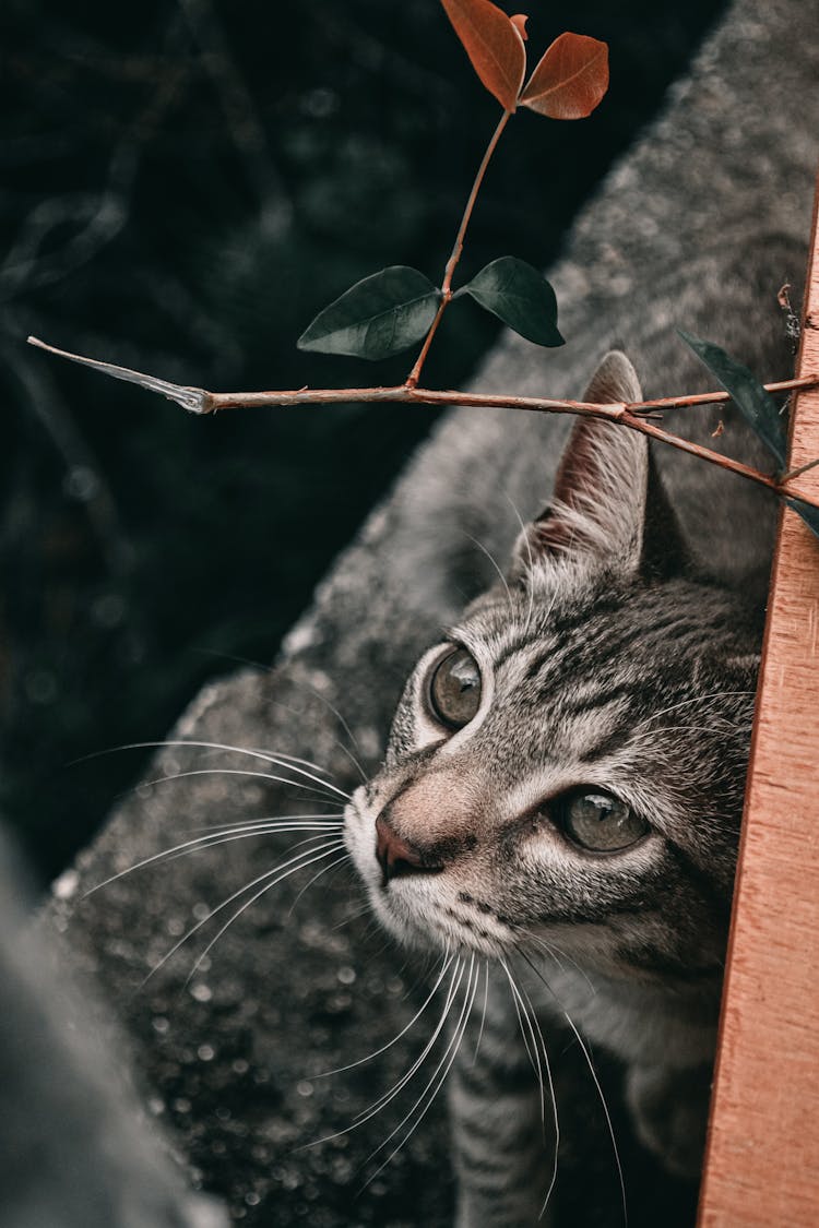 Cat Head Under Branch