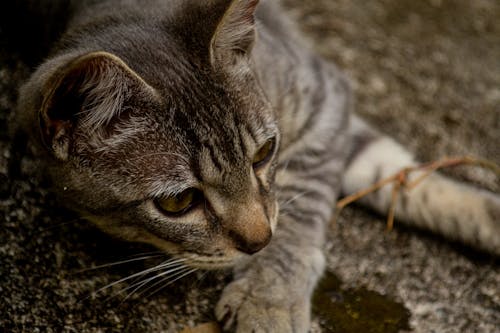 Tabby Kitten Lies on Soil