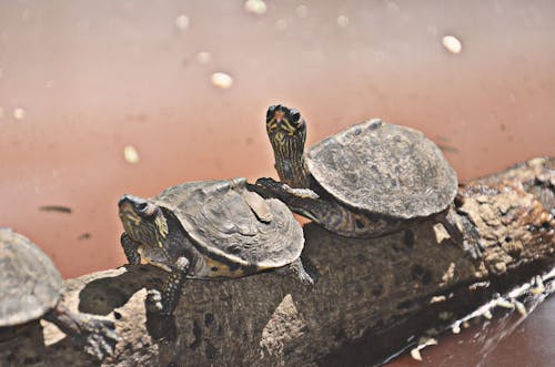 Free stock photo of brown, friend, sea turtle