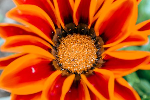 Free Close-up of a vivid red and orange Gazania with dewdrops, highlighting its floral center. Stock Photo