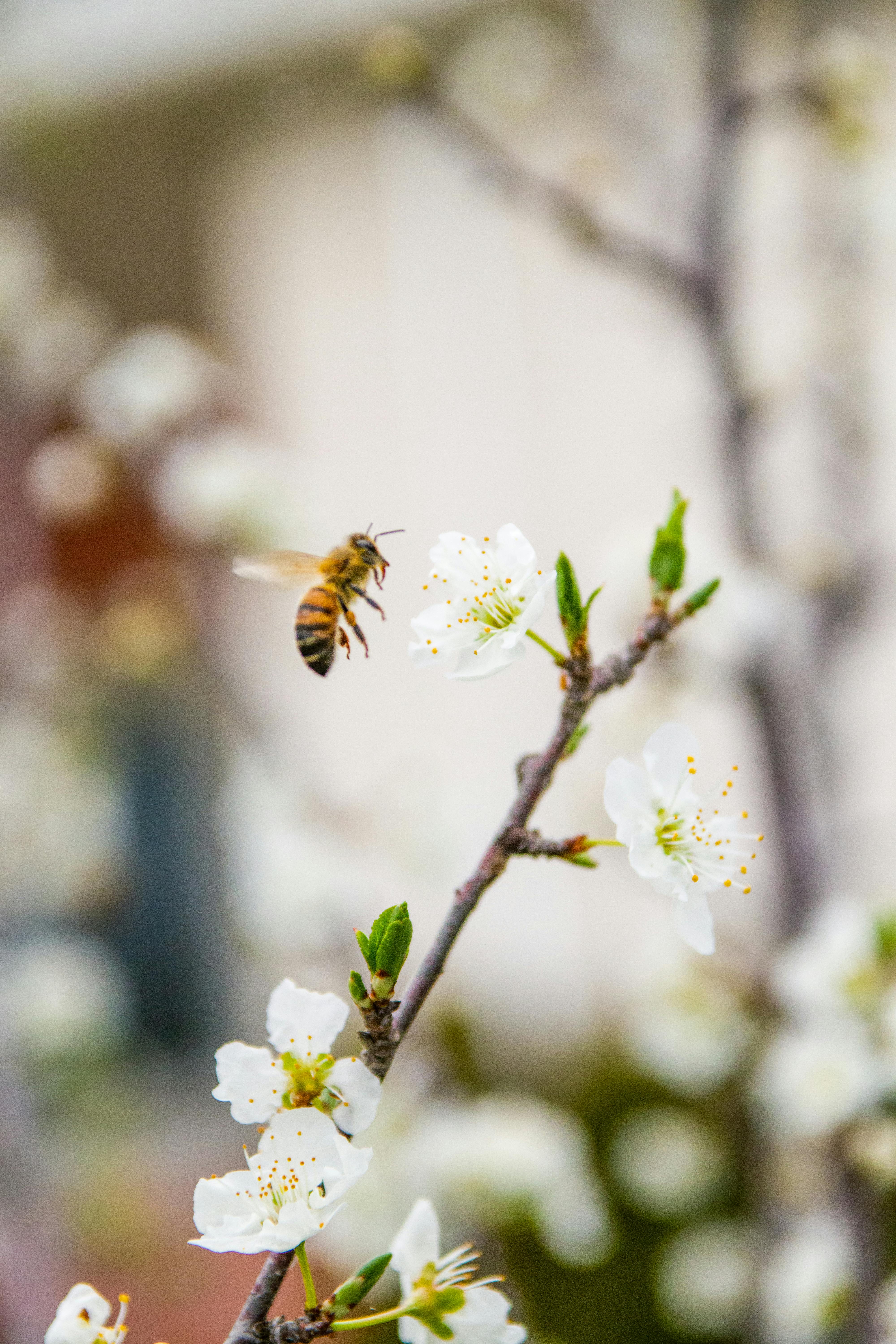 bee flying towards white flower on twig