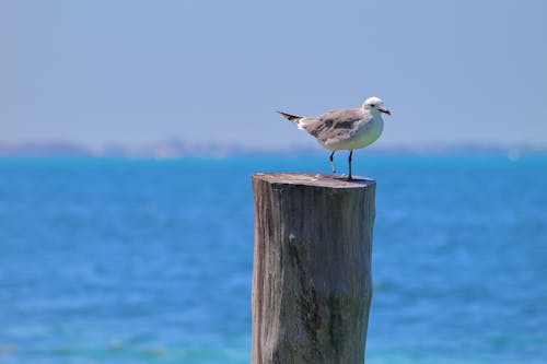 Close-up of a Seagull on a Wooden Pole by the Sea