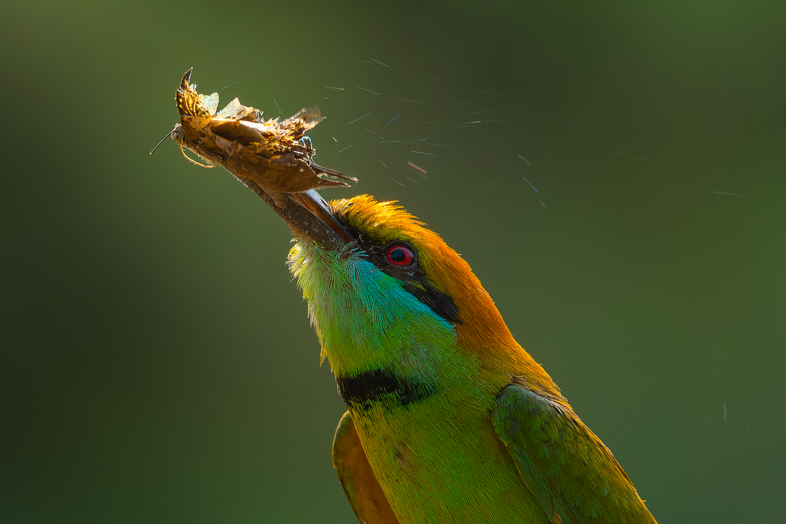 Bird Eating Insect · Free Stock Photo