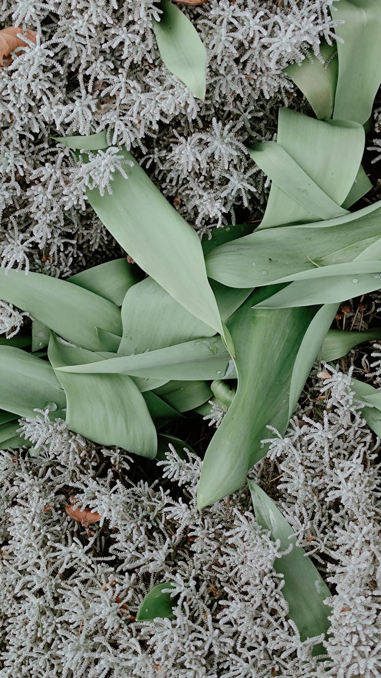 Close-up Of Leaves And Shrubs In A Garden 