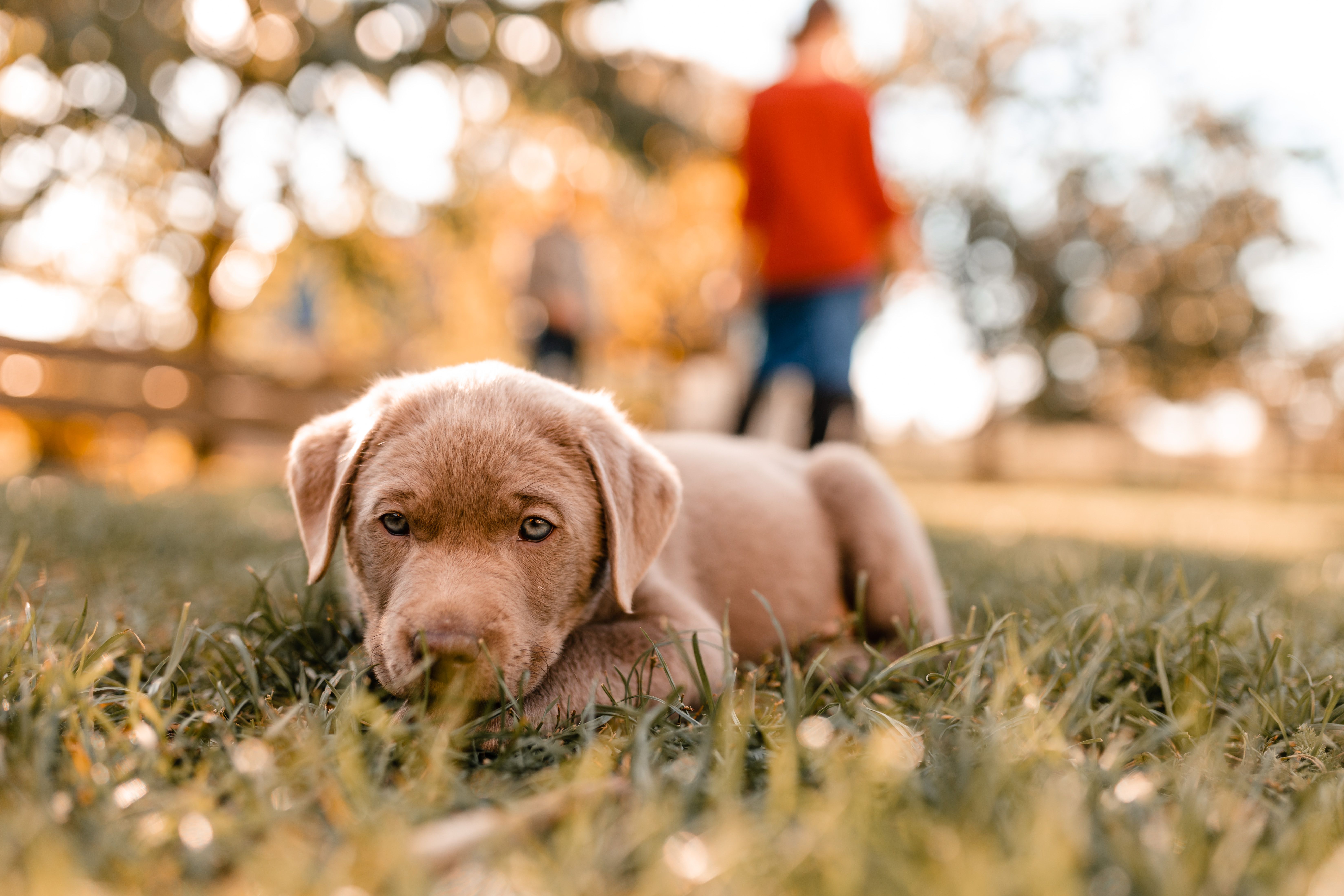 Labrador Retriever