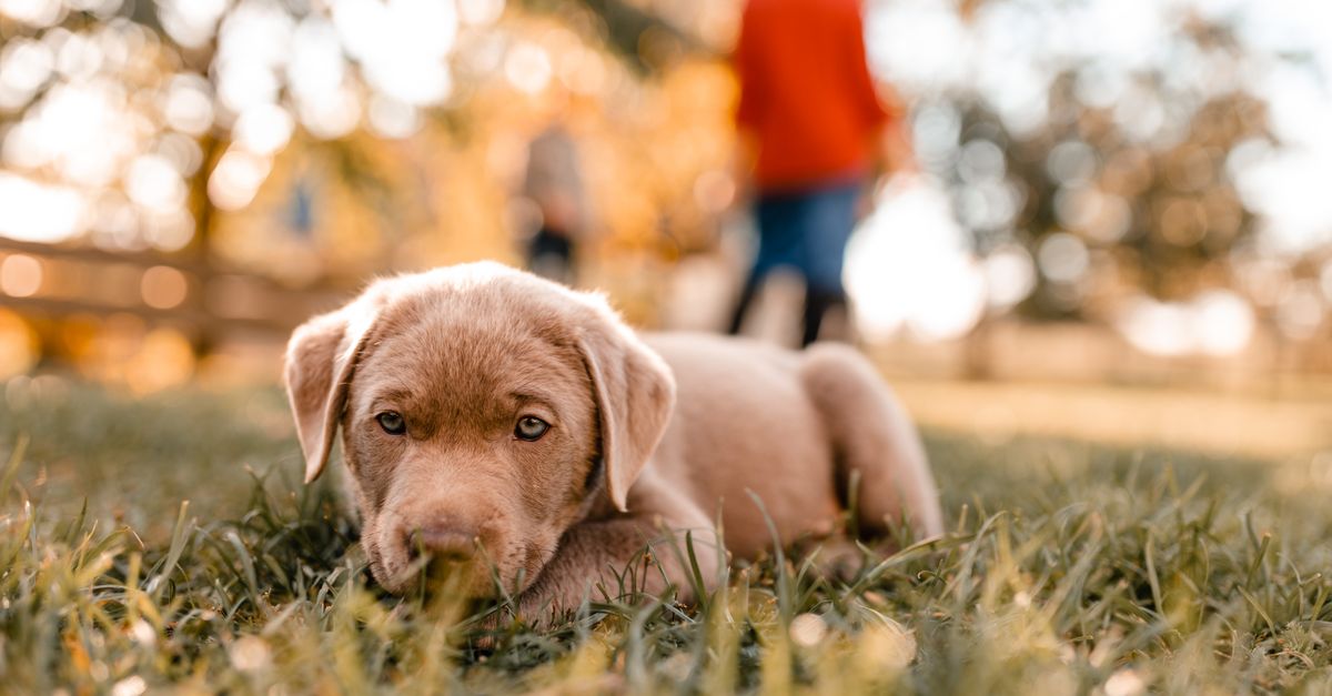Labrador Retriever