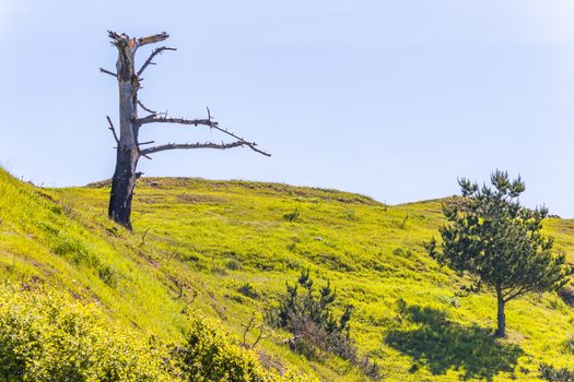 Bare Tree on Hillside
