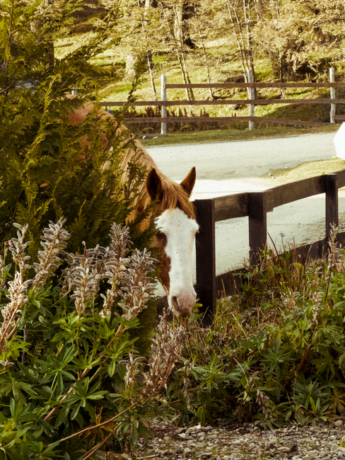 A horse partially hidden by foliage in the picturesque rural landscape of Ushuaia, Argentina.