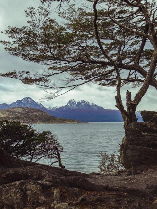 Tree by Seashore