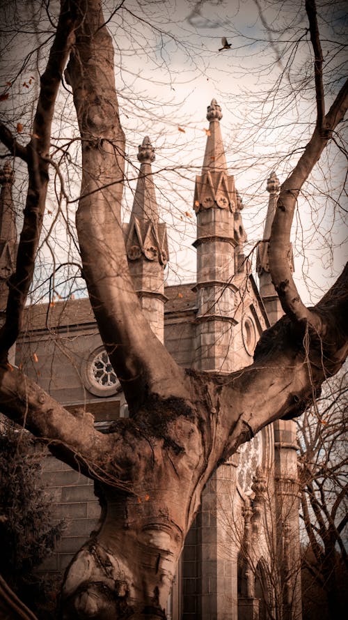 Imagine de stoc gratuită din cambridge, castel, cimitir