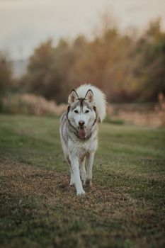 A fluffy Siberian Husky walking on a grassy field, showcasing its beautiful fur coat in a natural outdoor setting.
