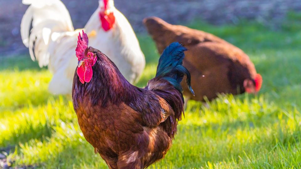 Three chickens on a grassy farm
