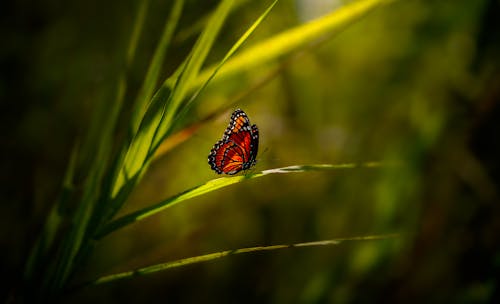 A Butterfly on a Blade of Grass