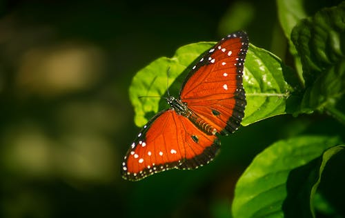 Butterfly on Leaf