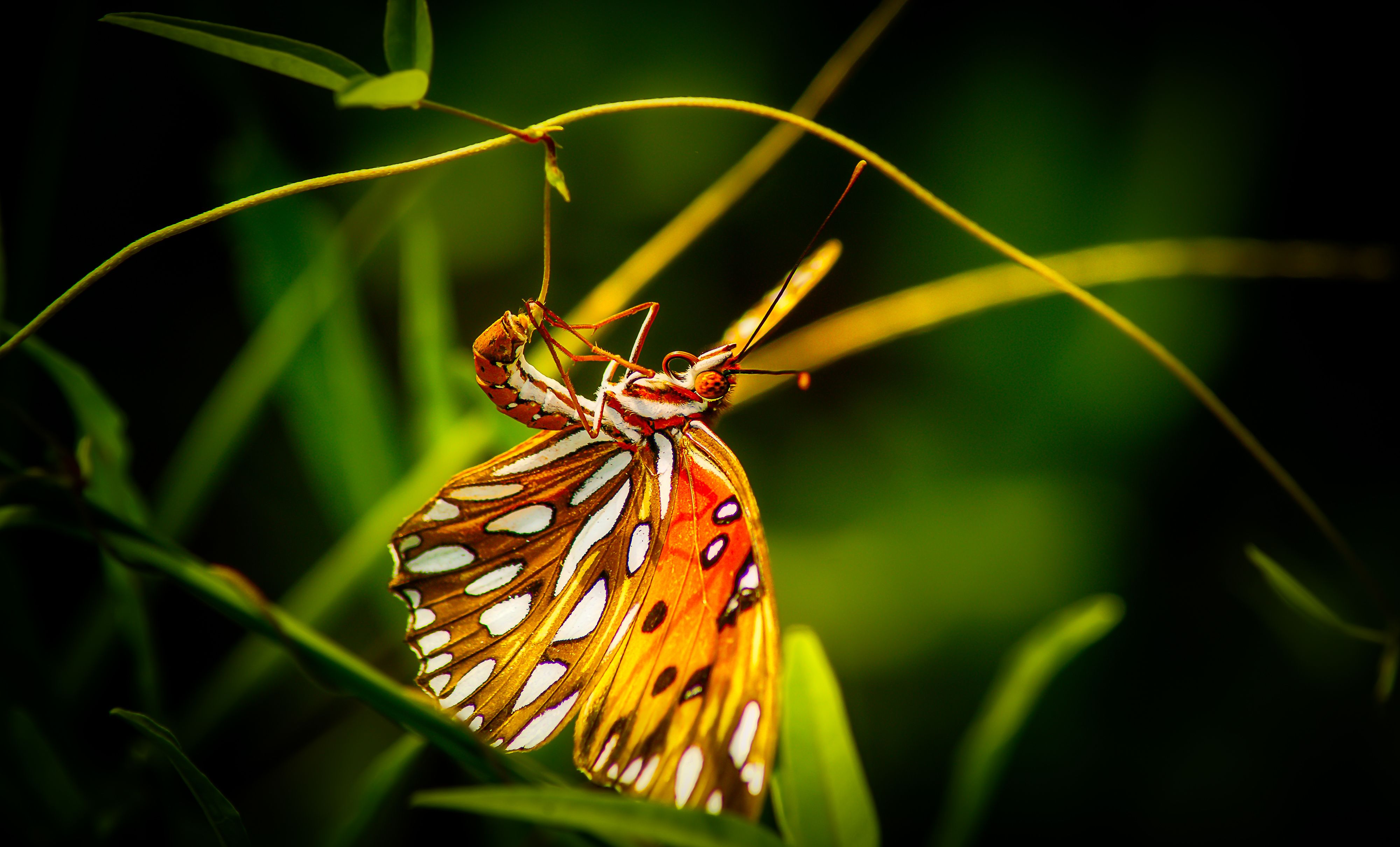Close-up of Butterfly · Free Stock Photo