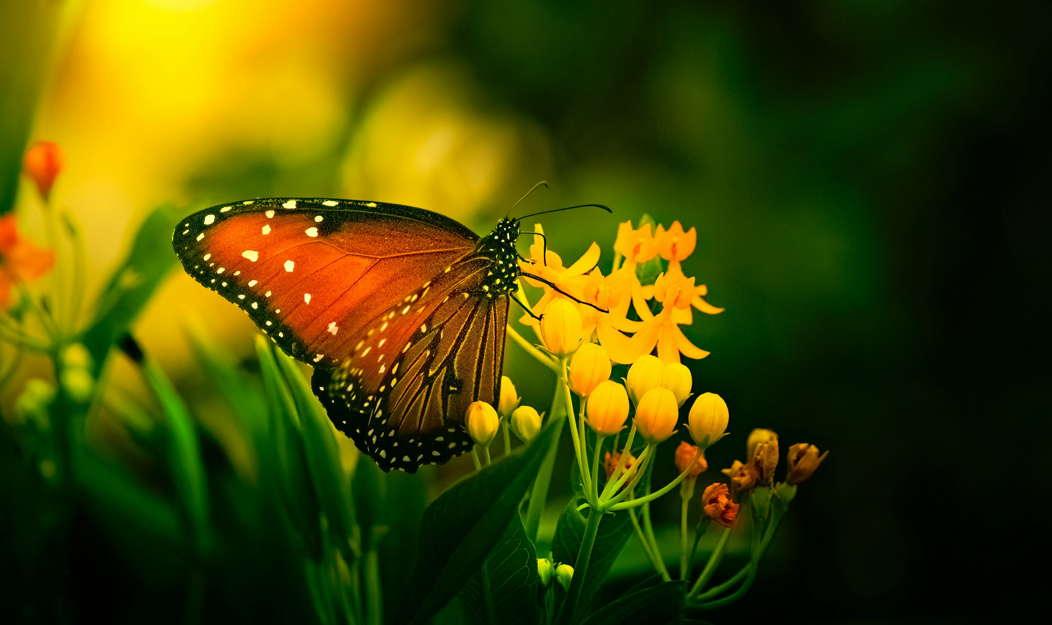 Live Butterfly Garden for iPhone - Download