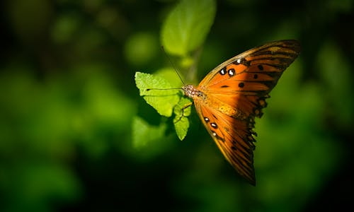 Kostenloses Stock Foto zu agraulis vanille, blatt, golffritillary