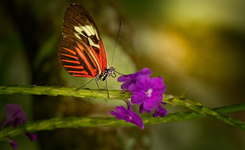 Darmowe zdjęcie z galerii z kwiat, motyl, natura