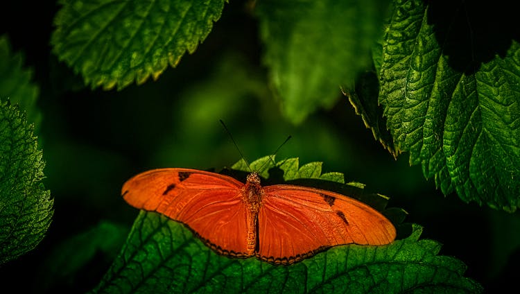 Close-up Of A Julia Butterfly On A Green Leaf 