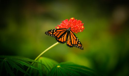 Close-up of a Monarch Butterfly on a Flower