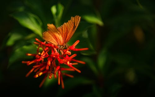 Fotobanka s bezplatnými fotkami na tému červený kvet, dorbný, entomológia