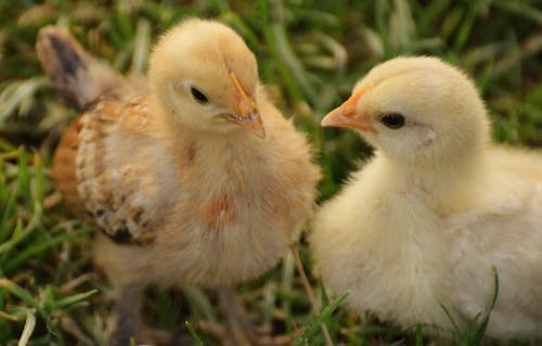 бесплатная 2 желтых цыпленка на траве Стоковое фото