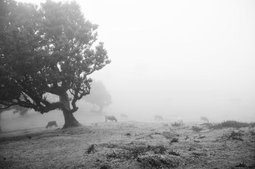 Kostenloses Stock Foto zu außerorts, baum, feld