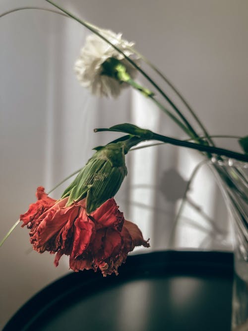 Fotos de stock gratuitas de enfoque selectivo, flor, florero