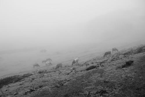 Cows Grazing on Meadow in Fog