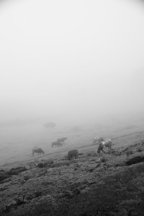 Cows Grazing in Meadow