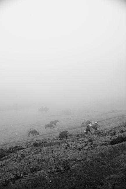 Black and white image of cows grazing in a foggy meadow in Portugal.