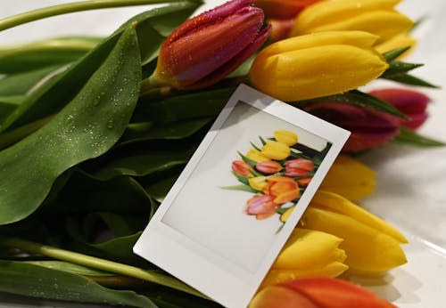 A Polaroid Picture of a Bunch of Tulips on the Background of Tulips 