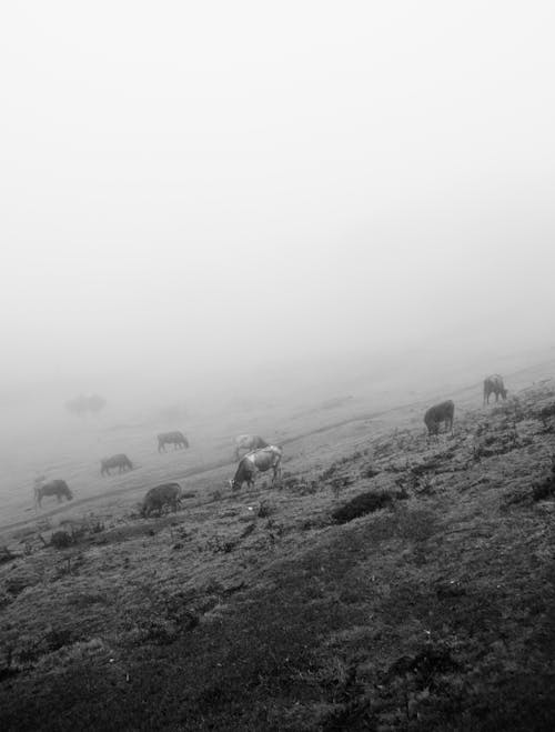 Cows on Pasture in Fog