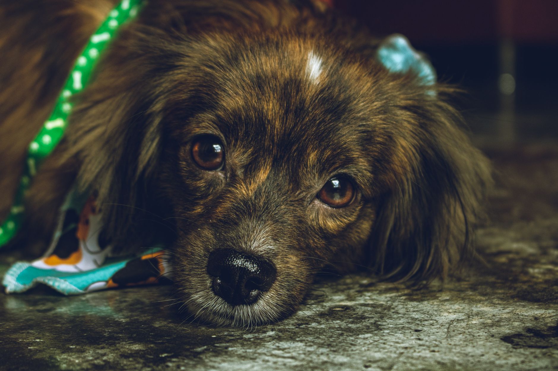 Healthcare and wellness consultation for a dog